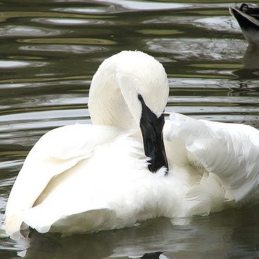 Trumpeter Swan by Trisha Shears on Flickr